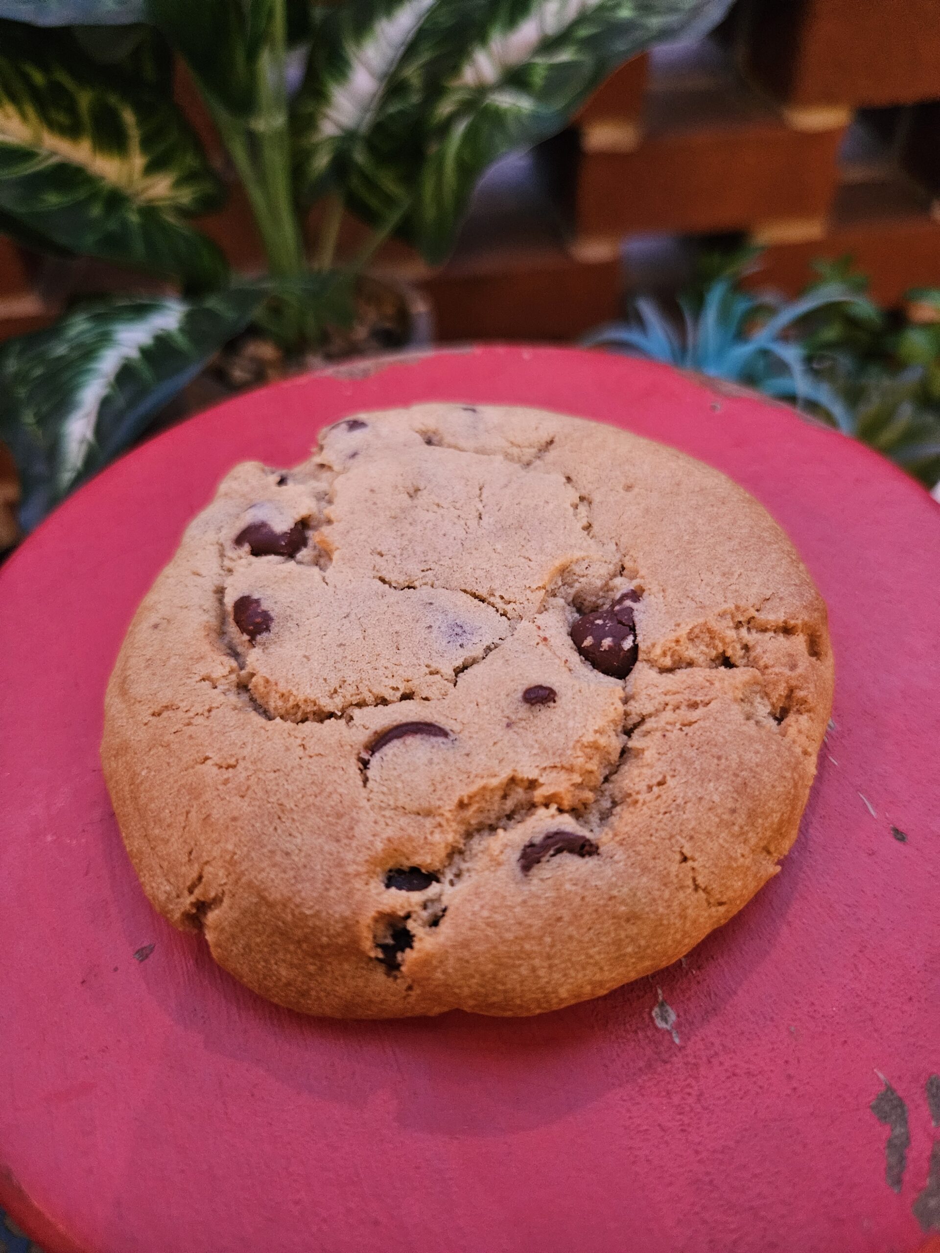 Gluten-Free Chocolate Chip Cookie